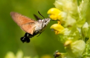 Kolibrievlinder 05
